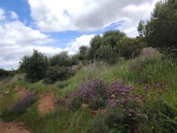 Flora del Cerro Masatrigo